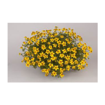 bid3